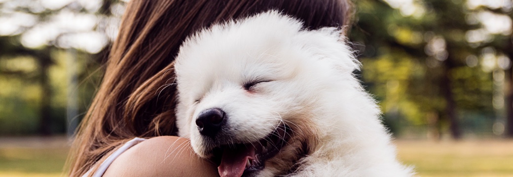 Not such a dog's life after all